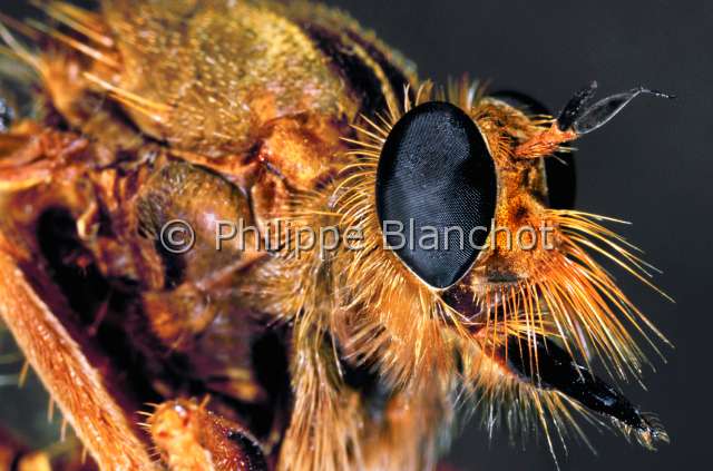 Asilus crabroniformis.JPG - in "Portraits d'insectes" ed. SeuilAsilus crabroniformisAsile frelonHornet robber flyDipteraAsilidaeFrance